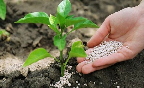 Australian Specialist Phosphate Fertilizer provider plans to set up